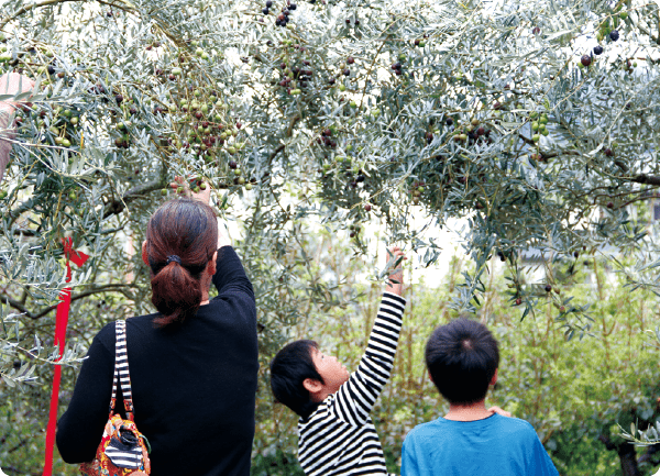 オリーブ収穫祭 道の駅 小豆島オリーブ公園 公式サイト